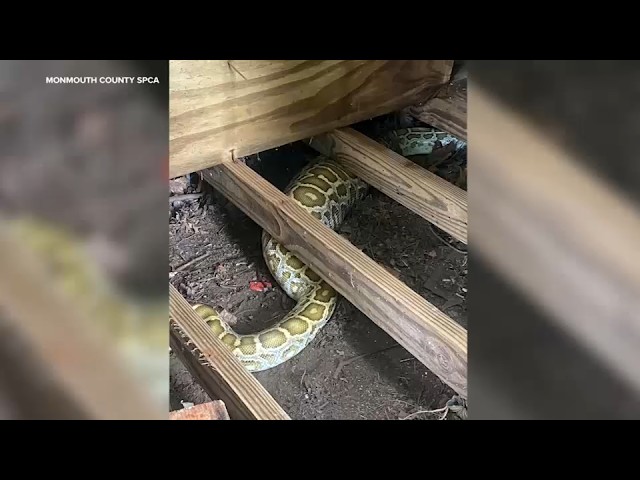 X-ray reveals what 8-foot python ate under NJ family's shed