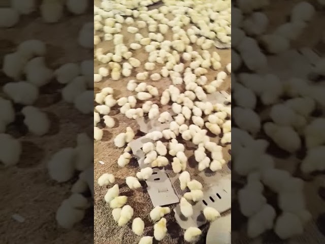 #pakistan #poultry #updetes#ppu