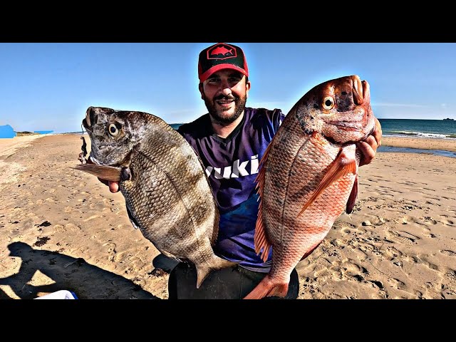 A SURFCASTING RED PAPRIKA WEIGHING ALMOST 4 KILOS AND GIANT BREADED SEABERG. A HEART-STOPPING DAY