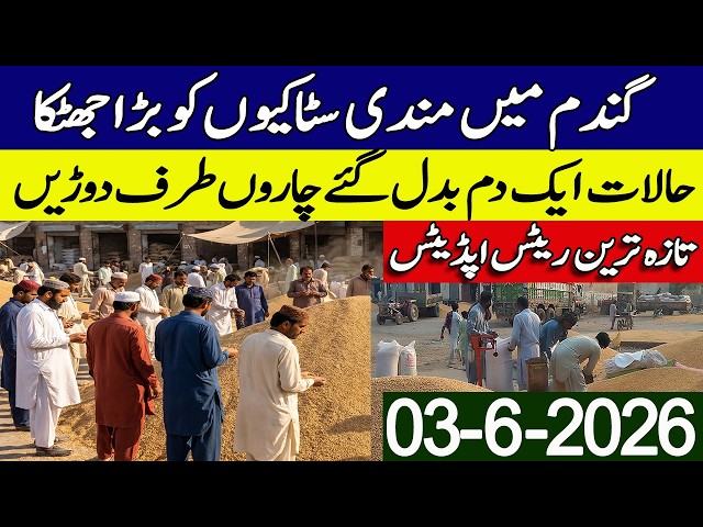 New Gandum Rates Today 2026 || New Wheat Price Today || Gundam kay Rates Today 2026