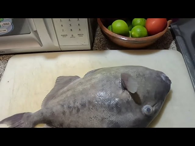 How to fillet a Cochito (a type of fish) in a practical way #sportfishing #fypviral #lapazbcsur #...