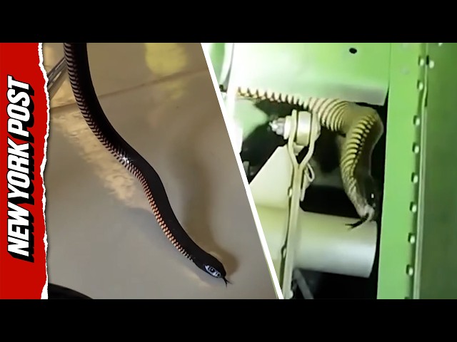 Snake on a Plane: Venomous Intruder Found in Private Aircraft's Landing Gear