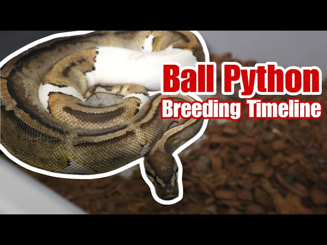 Ball Python Breeding | Timeline