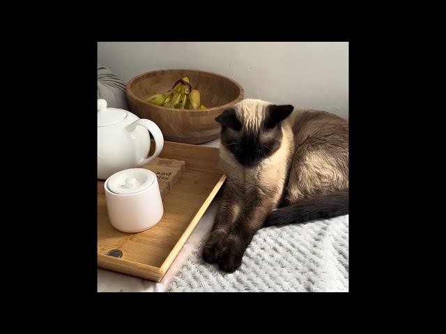 Teddy in sleep mood, please ignore the random objects on the bed as workmen are in.