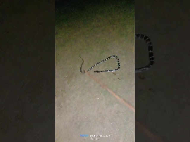 snake #automobile #lifeisbutadream #funny #haveitoldyoulatelythatiloveyou
