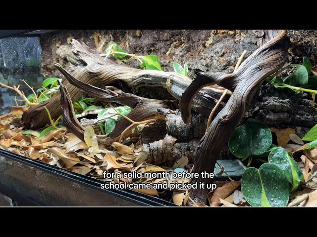 Bioactive Cornsnake Build for an Elementary School