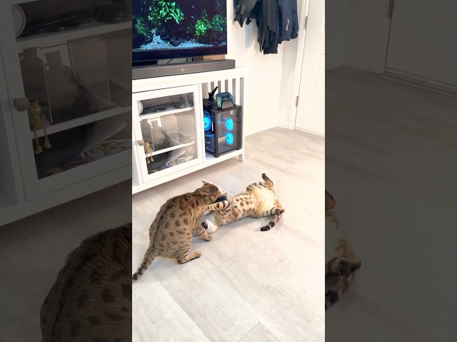Bengal Cats Play Battle for New Kicker Toy in 4K HDR | Bima & Java #CatBattle #shorts #BengalCats