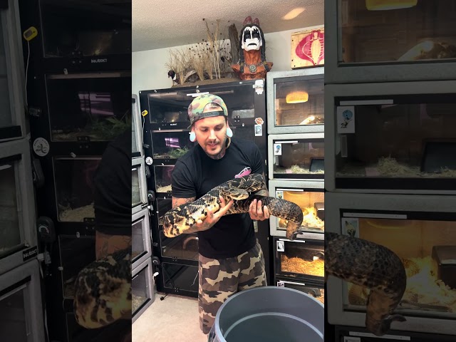 Why Rattlesnakes RATTLE!