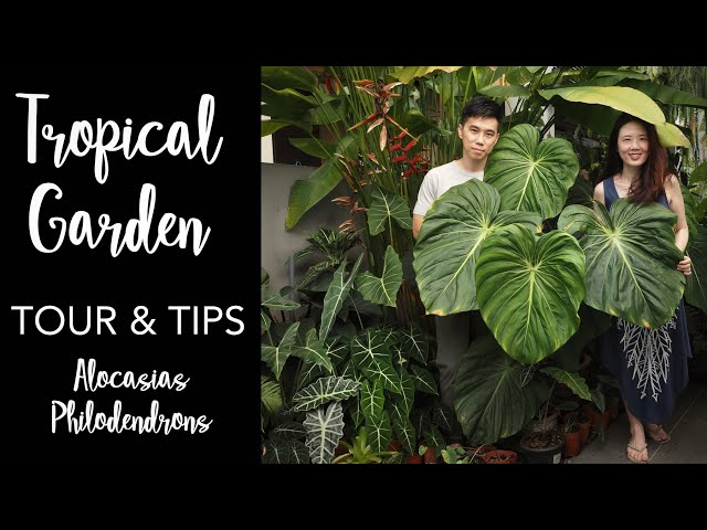 Tropical Garden Tour with Pro Care Tips | 50+ Aroids with Master of Alocasia Care ft. Lone Wong