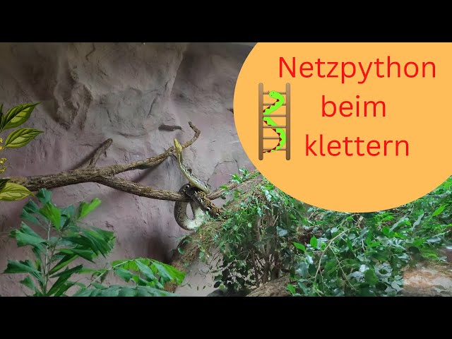 Netzpython im Zoo Neuwied in aktion