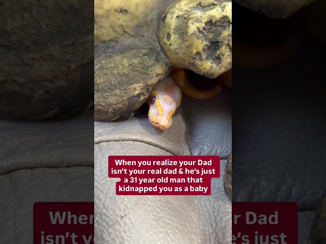 My Ball Python was never the same after this realization😂🐍🫶