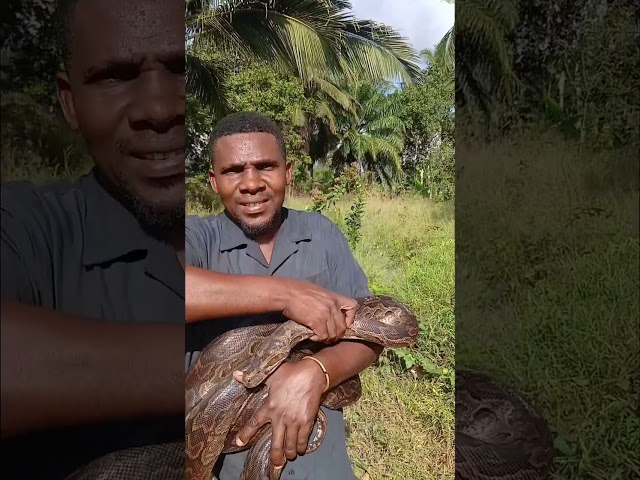 Python (Chatu)  in KenyaIt  can grow over 20 to 30 feet long.Has Two Lungs unlike many other snakes