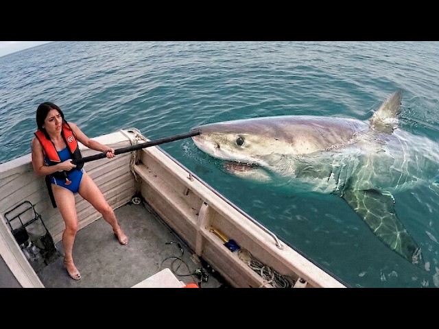 The Most Incredible Shark Encounters Ever Captured on Camera