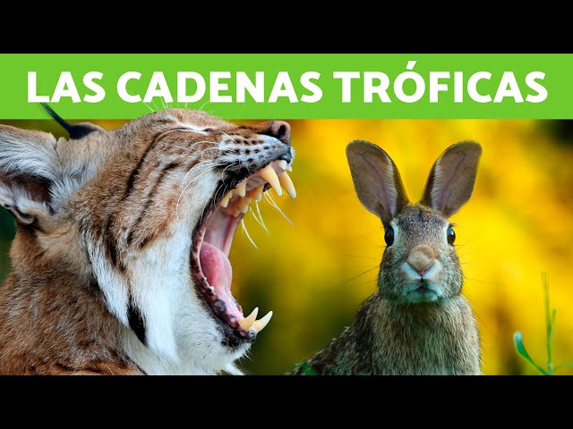 What is a FOOD CHAIN? 🐇🦌 (Types, EXAMPLES and Difference between FOOD CHAIN ​​and FOOD WEB)