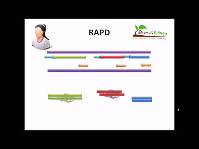 RAPD