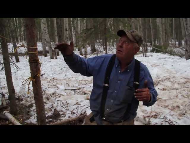 How To Judge The Size Of A Black Bear (Barrel And Beaver Methods)
