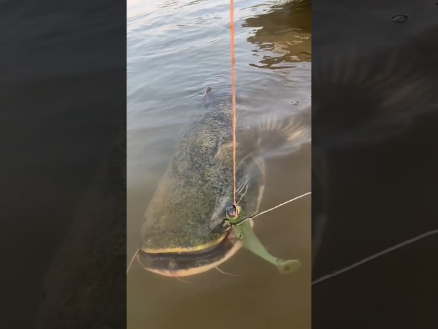 O captura impresionanta de somn! #fishing #pescuit #pyke #spining #song #trending #feed