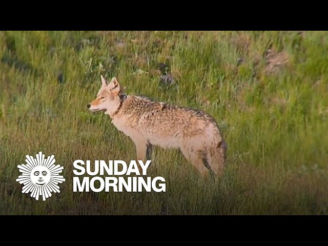 Living with coyotes