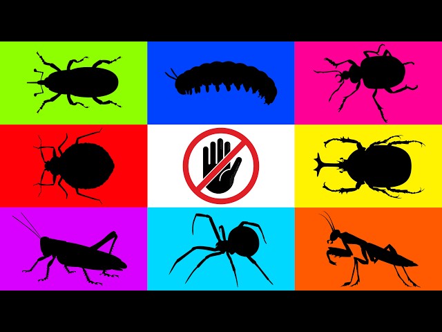 Insect: Weevil, Katydid, Stink Bug, Caterpillar, Orb Spider, Hercules Beetle, Taro Leaf Beetle...