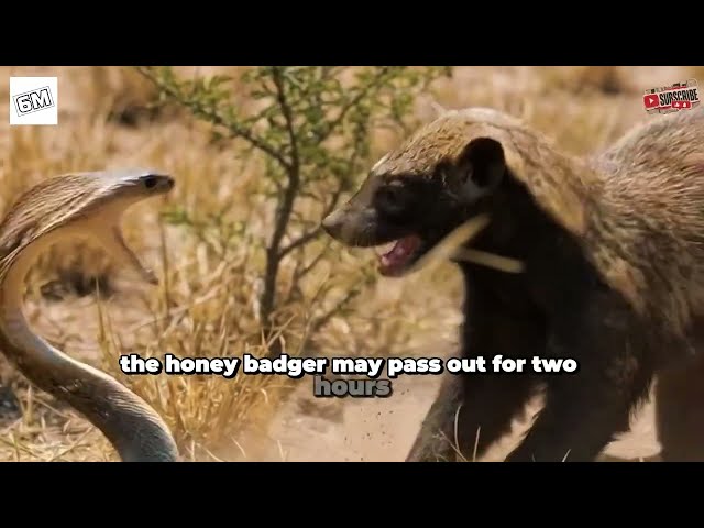 The 4 Greatest Land Animal Rivalries in the wild