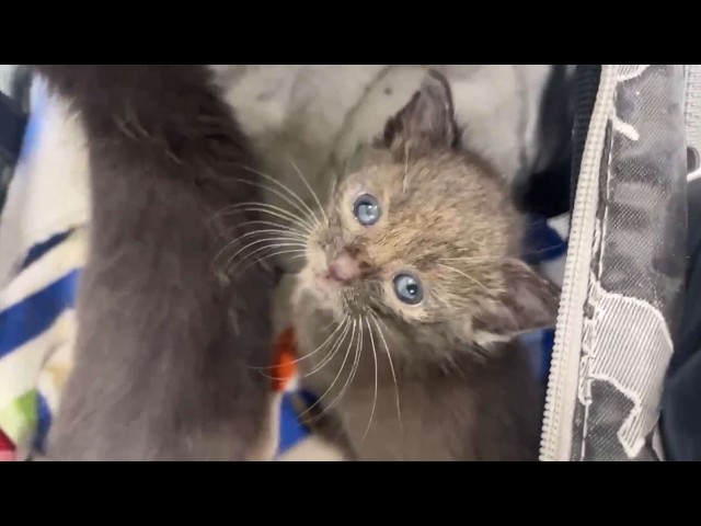 Surprise kittens who need help LIVE INTAKE!!! August 6, 2026