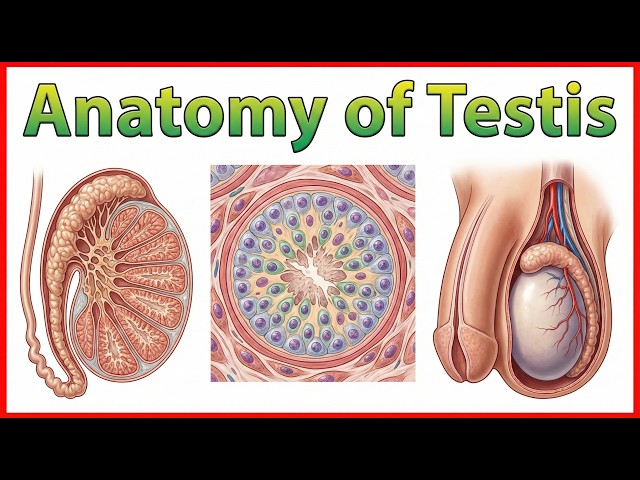 64. Anatomy of Testis | Layers, Blood Supply, Clinical Pearls | NEET PG, USMLE, FMGE Must-Know 💯