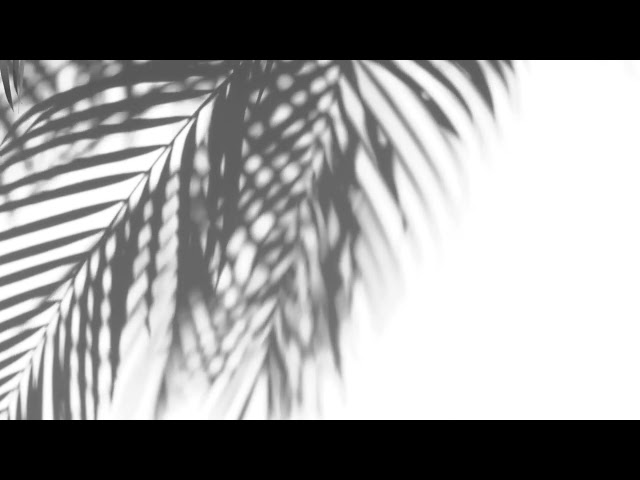 Palm Tree Shadow Free White Background Videos, Motion Graphics, No Copyright | All Background Videos
