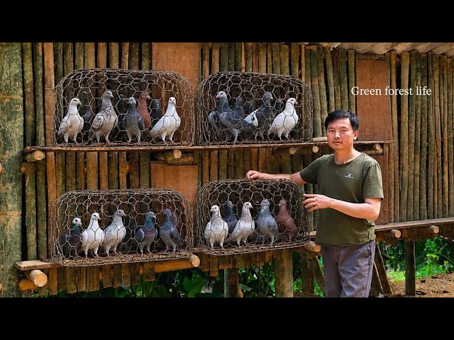 Robert built a new pigeon coop and moved the pigeons home. Green forest life 