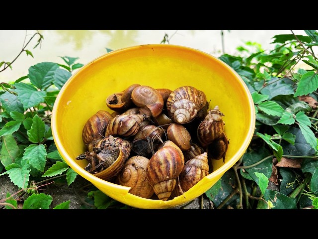Snail Hunting After the Rain in the Banana Garden