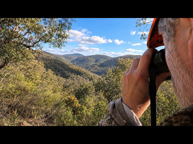 Three Hunts, One Gully Full of Deer | Sambar Hunting