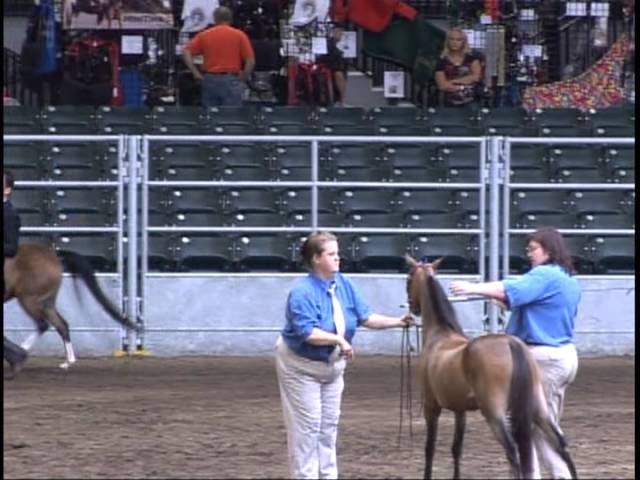 ASPC Congress 2011 Modern Pleasure Mare Qualifying Class