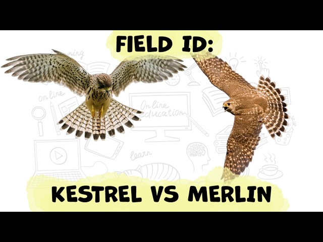 Bird Identification Guide: Common Kestrel vs Merlin