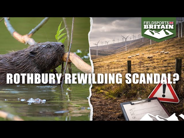 Rothbury rewilding scandal?