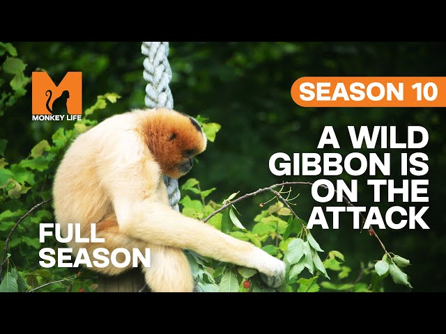 A Wild Gibbon Is On The Attack | Season 10 | Full Season | Monkey Life