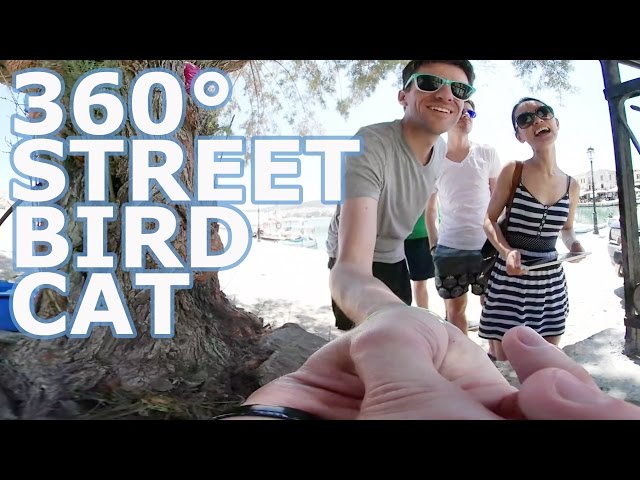 Samsung Gear 360 - Greece Crete 360° Bird & Cat sleeping