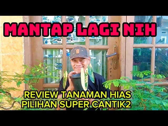 THIS IS AWESOME‼️REVIEWING A SELECTION OF SUPER BEAUTIFUL ORNAMENTAL PLANTS