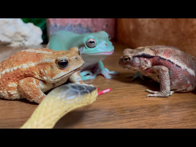 Snake🐍vs Rookie 🐸 (Big Frog…) Frog and Toads！