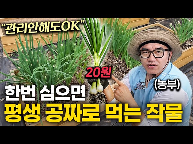 "씨앗만 던져두세요." 사먹기는 비싼데 키우기는 너무 쉬운 채소 (달그닥TV 1부)
