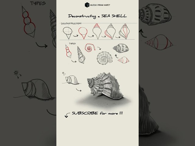 Deconstructing a Sea Shell #shorts #sketch #drawing #seashell #nature #fun #shading #tutorial #art