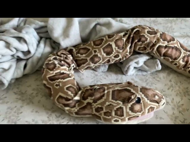 Making new enclosure for baby Burmese pythons ￼