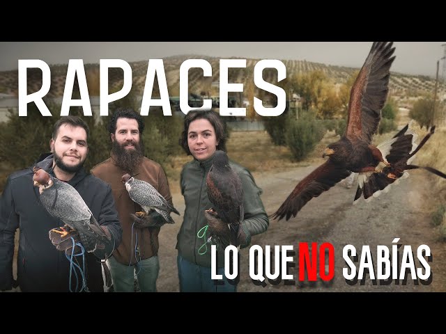 Discover FALCONRY, Birds of Prey for hunting and environmental education