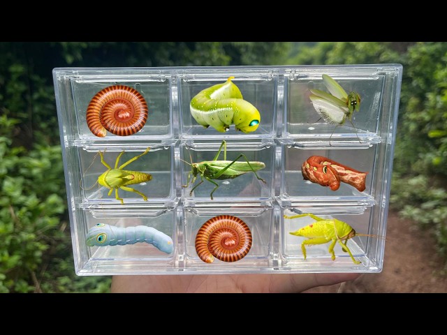 Catching 9 Insects in the Wild – Giant Millipedes, Mantis, Caterpillars & More!