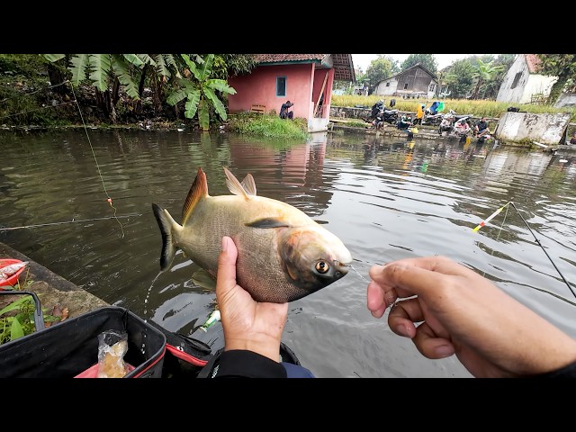 Mancing Borongan Rp 4 Juta Bawal Babon Umpan Gorengan