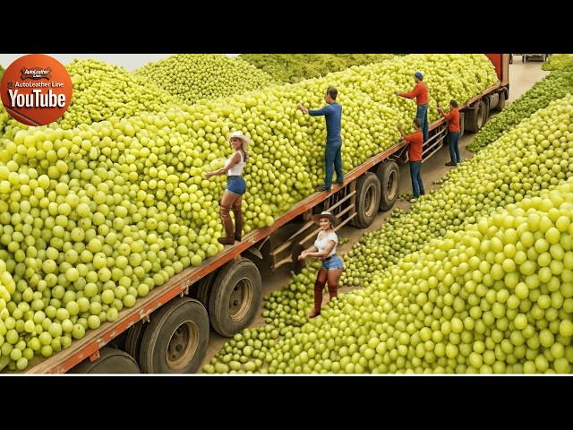 Inside a Modern Amla Factory – From Raw Amla Fruits to Finished Products (Full Process)