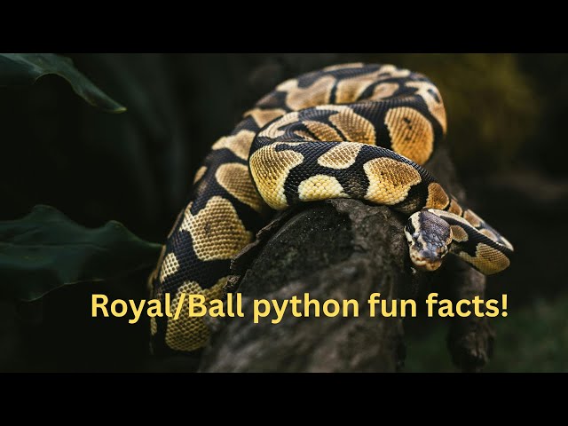 royal python fun facts!