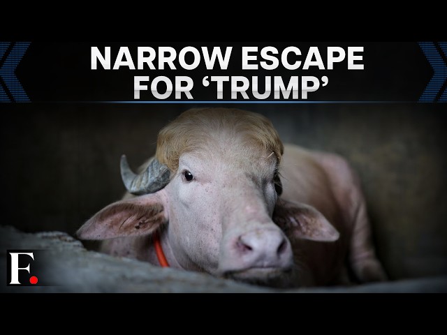 'Donald Trump' The Buffalo Spared From Eid Sacrifice After Viral Fame | FP Videos