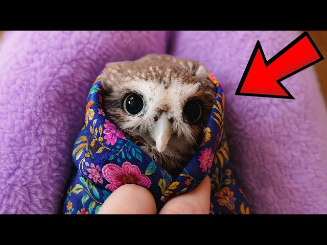 Man Saved This Baby Owl’s Life… 6 Months Later, She Did the Unthinkable