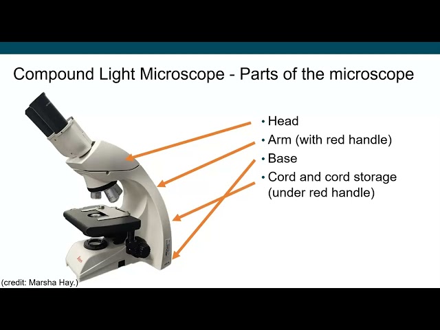 Lab 2 - Microscope (Part 1 - Parts of microscope)