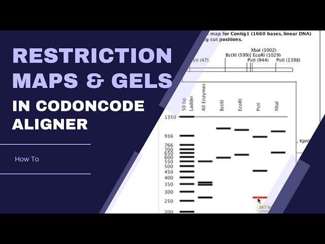 Virtual Gels & Restriction Cloning in CodonCode Aligner