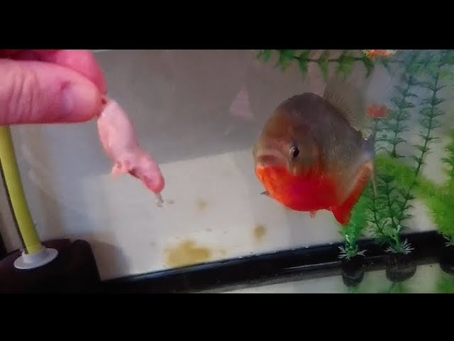 Mice for my red belly piranha Jon snow (filmed using a Sony xperia xz premium)